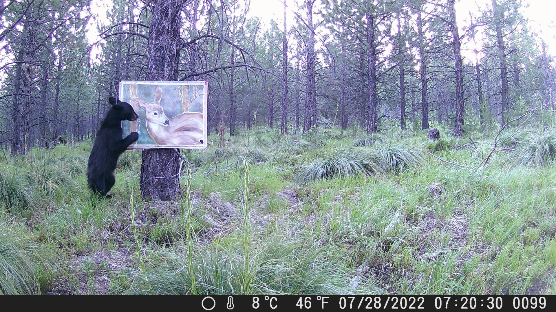 Bear.jpg